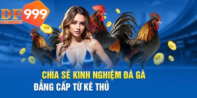 Chú ý đến các mẹo tham gia đá gà dễ thắng